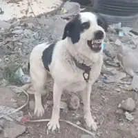 سگ نگهبان