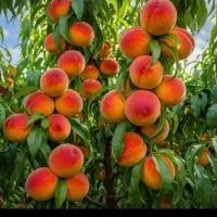 کود بهاره  /  افزایش تناژ بار /  باغداری / ارگانیک