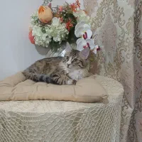 واگذاری رایگان گربه