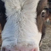 گاو|حیوانات مزرعه|رادکان, |دیوار