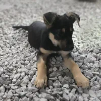 توله ژرمن 2 ماهه نر بازیگوش