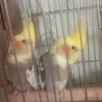 عروس هلندی در منطقه  سلطان آباد