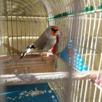 3تاسقایاسهره خوشکل مست