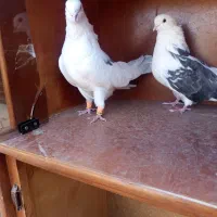 دوکت