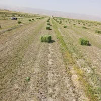 پرس کاه