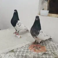 جفت کله اهوازی