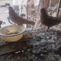 کفتر|پرنده|بیرجند, |دیوار