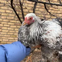 خروس برهما Bso اصیل ۸ماهه