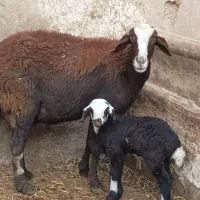 میش و بره افشار