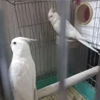 عروس هلندی رام