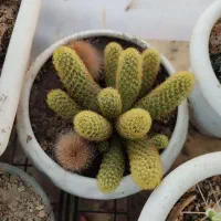 فروش انواع کاکتوس با قیمت مناسب در گلخانه منزل|گل و گیاه طبیعی|سمنان, |دیوار