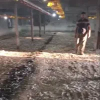 کود خشک مرغی کف