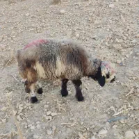 بره چاق درجه یک|حیوانات مزرعه|زرقان, |دیوار