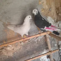 کفتر درجه یک ضمانتی|پرنده|رباط‌کریم, انجم آباد|دیوار