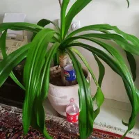 گل وگلدون طبیعی ومصنوعی