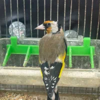 سهره نر جوجه قفس|پرنده|تهران, دولاب|دیوار