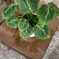 روفرشی|روفرشی|مشهد, پورسینا|دیوار