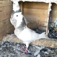 کبوتر طوقی سرور