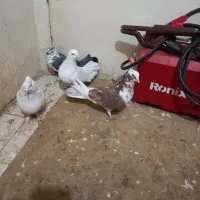 کبوتربگرد|پرنده|کرمانشاه, |دیوار