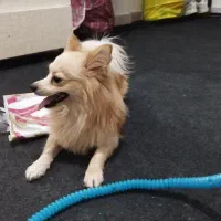 یک قلاده پامر روباهی نر. سن 2 سال. کل  واکسن خورده