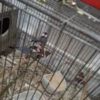 فنج بلبلی