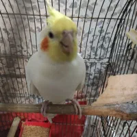 جفت لوتینو جوان با 4عدد جوجه تضمینی|پرنده|مشهد, کارمندان دوم|دیوار