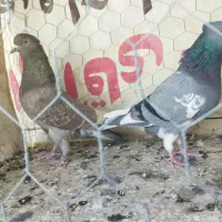 کبوتر پرشی|پرنده|نقده, |دیوار