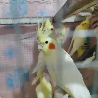 سه جفت عروس هلندی مولد