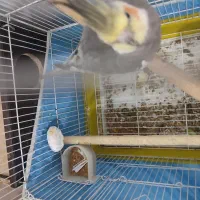 عروس هلندی آواز خوان تخم گذار|پرنده|یزد, |دیوار