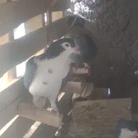 نر شیرازی سوراخی