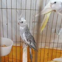 سه جفت عروس مولد امتحان پس داده|پرنده|محلات, |دیوار