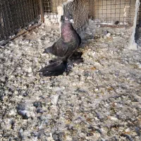 کبوتر گرفتنی