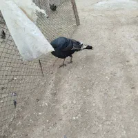 بوقلمو‌نر‌وزن بالا