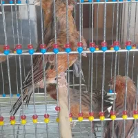 جوجه قناری چغندری کاکولی اورجینال