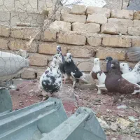 کبوتر|پرنده|شیراز, کرونی(خاتونک)|دیوار