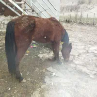 اسب|اسب و تجهیزات اسب‌سواری|جوانرود, |دیوار