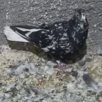 جفت هفترنگ دمسفید