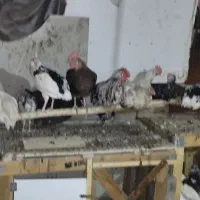 تخم مرغ نطفه دار گلین جوان|حیوانات مزرعه|اصفهان, شیخ طوسی|دیوار