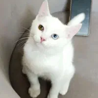 بچه گربه سفید تابه تا ی چشم ابی یکی زرد