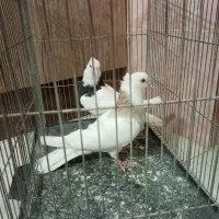 طوقی نرو ماده|پرنده|پیر بکران, |دیوار