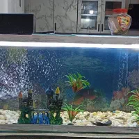 آکواریون دارم برای فروش