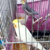 عروس هلندی و کوتوله|پرنده|رفسنجان, |دیوار