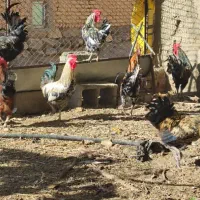 مرغ تخم گذار ۲۰عدد|حیوانات مزرعه|الیگودرز, |دیوار