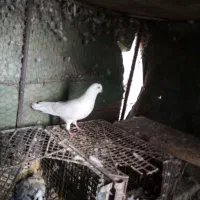 ماده پرشی|پرنده|اردکان, |دیوار