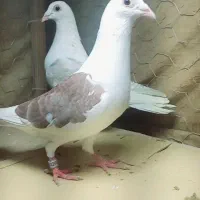 دوبال اهوازی اصیل