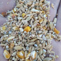 خوراک دام|عمدهفروشی|گیلان غرب, |دیوار