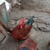 سه عدد خروس زنده به فروش می رسد|حیوانات مزرعه|فیروزکوه, |دیوار