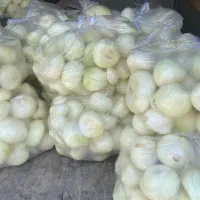 توزیع و پخش پیاز پوست کنده مخصوص رستوران و کبابی