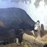 گاو شیری وزن بالا آبستن