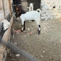 بز ، پازن|حیوانات مزرعه|بندر کنگان, |دیوار